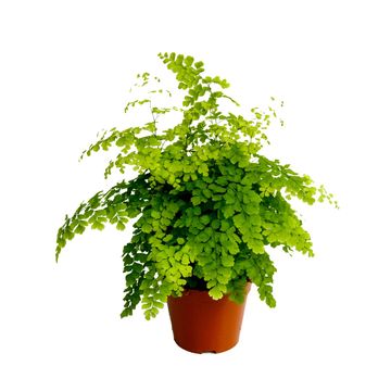 Adiantum raddianum 'Fragrans'