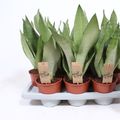 Sansevieria trifasciata 'Moonshine'
