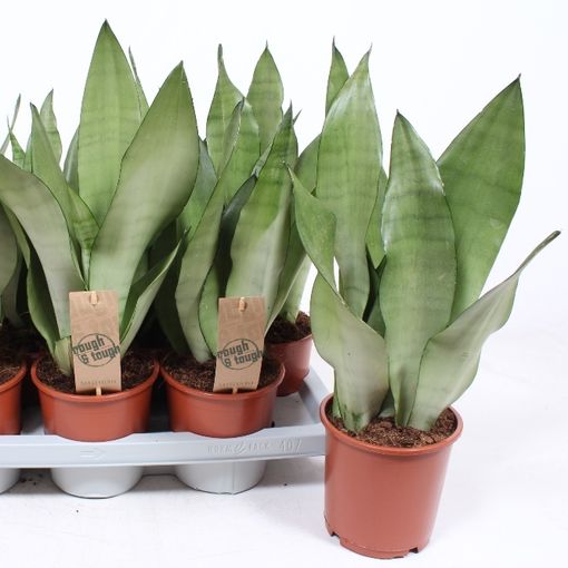 Sansevieria trifasciata 'Moonshine'