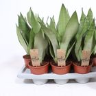 Sansevieria trifasciata 'Moonshine'