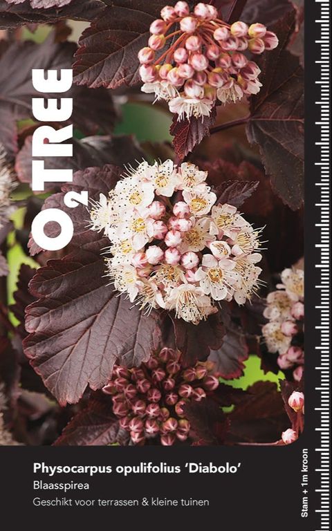 Physocarpus opulifolius 'Diabolo'