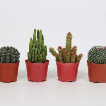 Cactus MIX