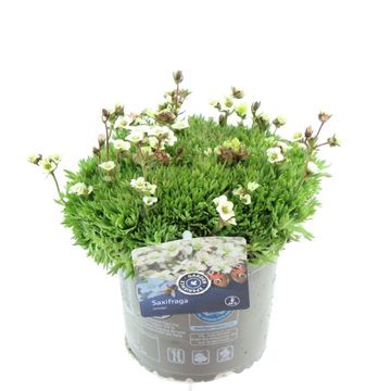 Saxifraga 'Luschtinez'