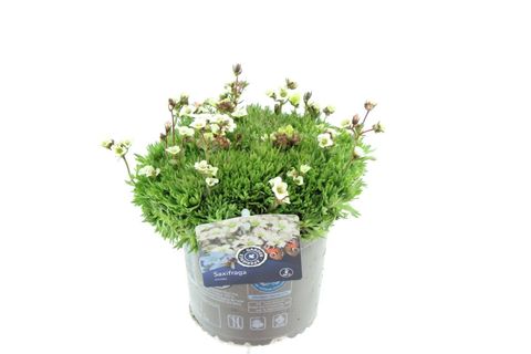 Saxifraga 'Luschtinez'