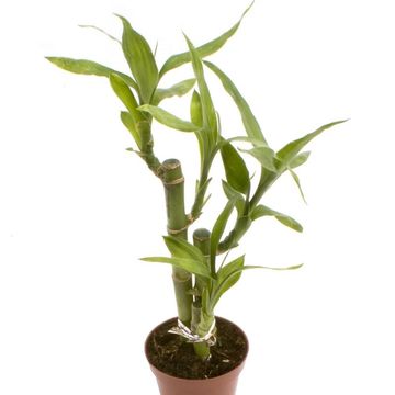 Dracaena braunii 'Лаки Бамбук'