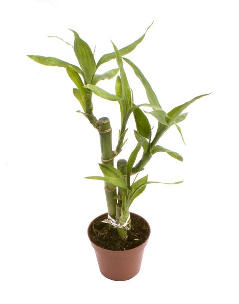 Dracaena braunii 'Lucky Bamboo'