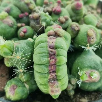 Mammillaria bocasana 'Fred' monstruosa cristata