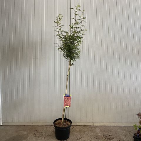 Acer palmatum 'Jerre Schwartz'