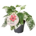 Hibiscus rosa-sinensis 'Variegata'
