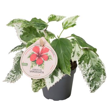 Hibiscus rosa-sinensis 'Variegata'