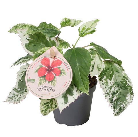 Hibiscus rosa-sinensis 'Variegata'