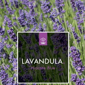 Lavandula angustifolia 'Hidcote'