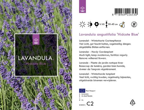 Lavandula angustifolia 'Hidcote'