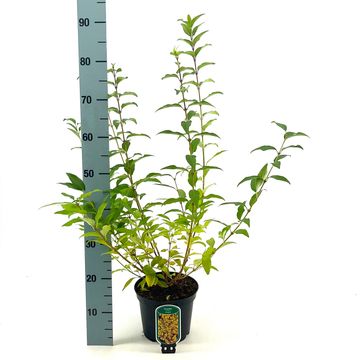 Forsythia x intermedia MINIGOLD