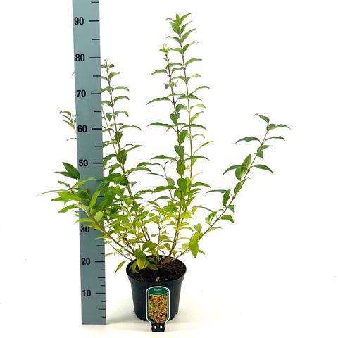 Forsythia x intermedia МИНИ ГОЛД