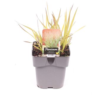 Panicum virgatum 'Shenandoah'