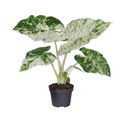 Alocasia odora 'Variegata'