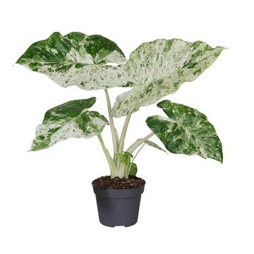 Alocasia odora 'Variegata'