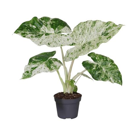 Alocasia odora 'Variegata'