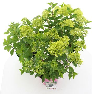 Hydrangea paniculata GARDENLIGHTS MIX