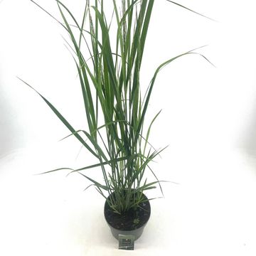 Panicum virgatum 'Northwind'