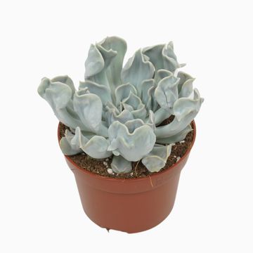 Echeveria 'Thriller Pearl'