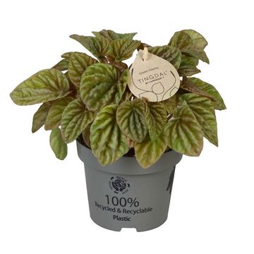 Peperomia caperata 'Quito Lime'