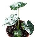 Alocasia micholitziana 'Frydek Variegata'