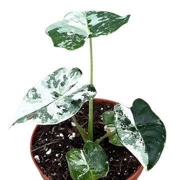 Alocasia micholitziana 'Frydek Variegata'