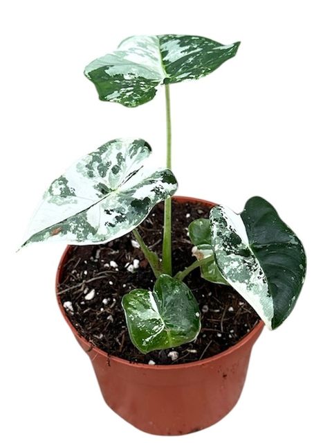 Alocasia micholitziana 'Frydek Variegata'