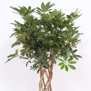 Schefflera arboricola 'Компакта'