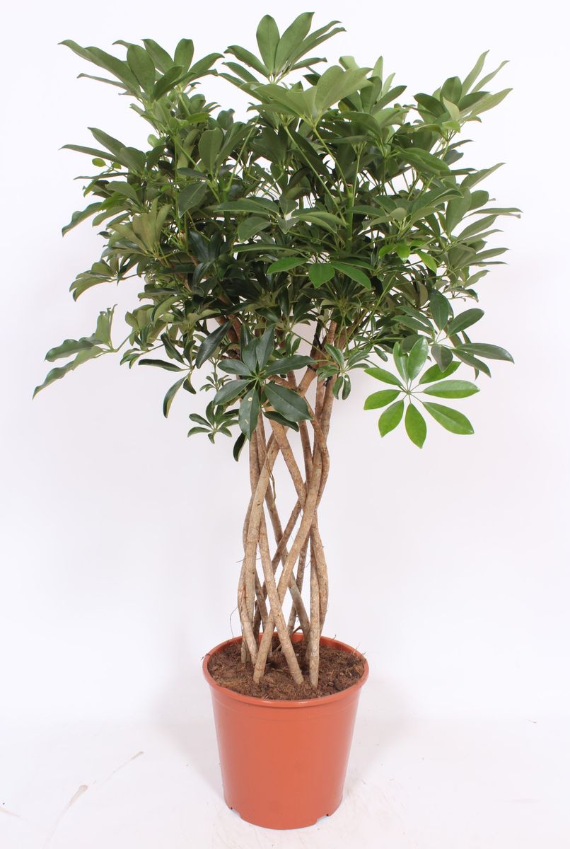 Schefflera arboricola 'Compacta' — Mayorista de plantas FlorAccess