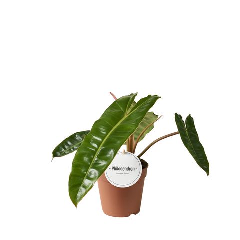 Philodendron billietiae