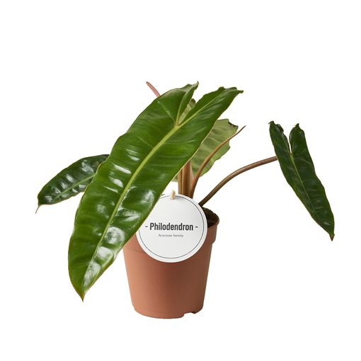 Philodendron billietiae