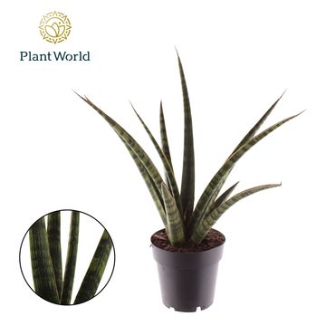 Sansevieria trifasciata 'Megan'