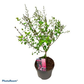 Syringa microphylla 'Superba'