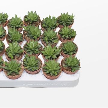 Haworthia marumiana batesiana