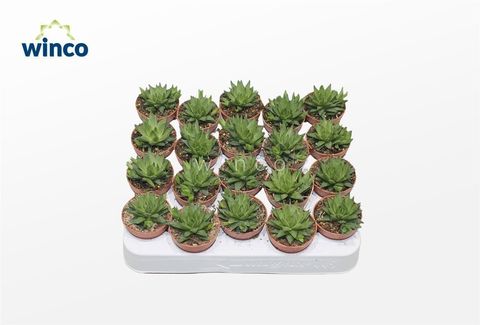 Haworthia marumiana batesiana