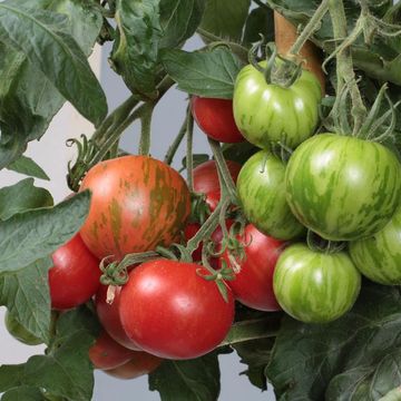 Solanum lycopersicum 'Tigerella'