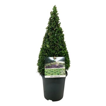 Buxus sempervirens