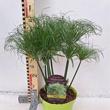 Cyperus papyrus 'Nofretete'
