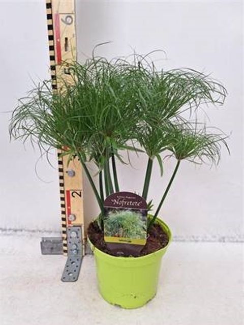 Cyperus papyrus 'Nofretete'