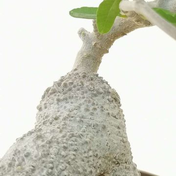 Fockea edulis