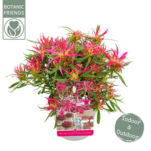 Rhododendron STARSTYLE PINK