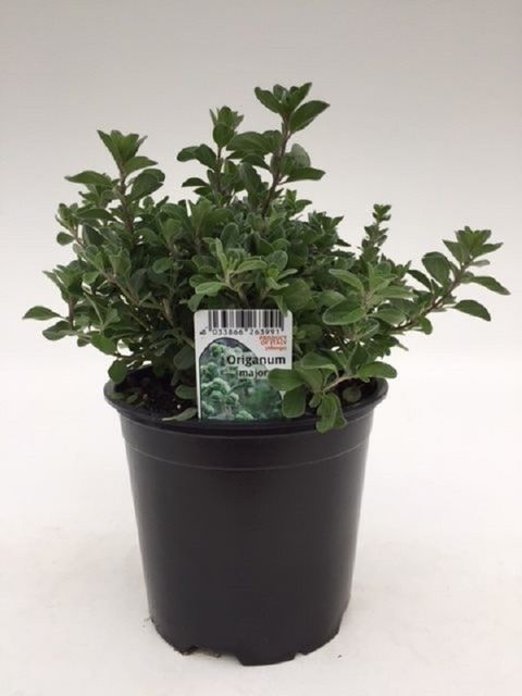 Origanum majorana
