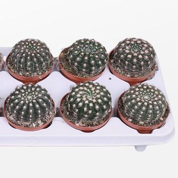 Notocactus uebelmannianus