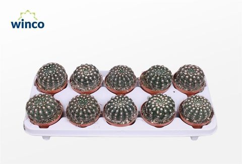 Notocactus uebelmannianus