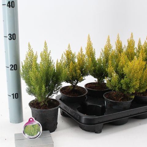 Erica arborea 'Estrella Gold'