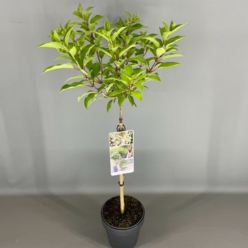 Hydrangea paniculata MAGICAL HIMALAYA