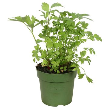Levisticum officinale 'Verino'